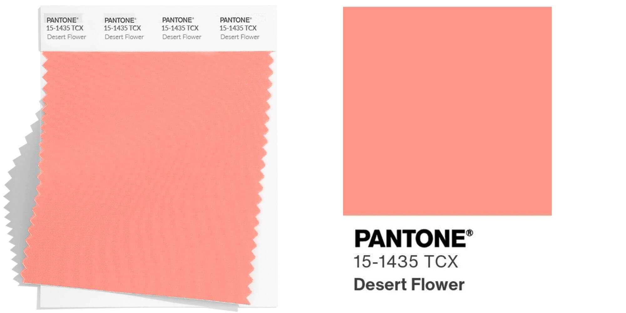 Desert Flower